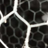 کبوترپرشی و طوقی قیمت مناسب