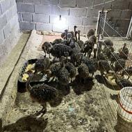 فروش شترمرغ با کیفیت