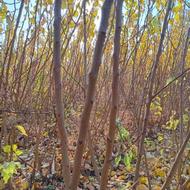 نهال زردآلو وهلو