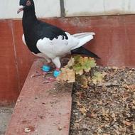 کفتر کبوتر یهودی