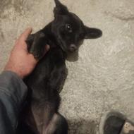 سگ پاکوتاه خوشگل واگذاری