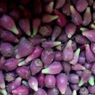 میوه کاکتوس