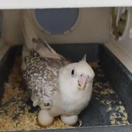 جفت طوطی عروس هلندی ایزابلا سینامون سخنگو