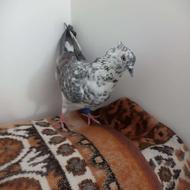 کبوترفروشی