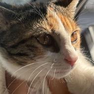 واگذاری گربه به خانم متعهد