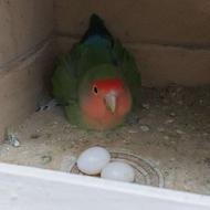 طوطی برزیلی مولد