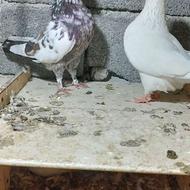 کبوتر دهنجور