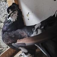 کبوتر دم چتری معاوضه و فروش