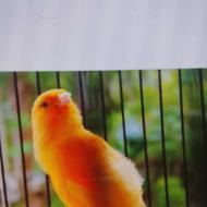 پرنده قناری