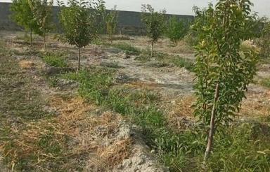 فروش زمین باغی