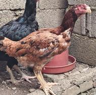 مرغ لاری اس