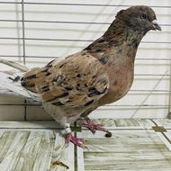 کبوتر سرور تهرانی