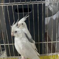 جفت عروس هلندی البینو نر سخنگو ( فوری)