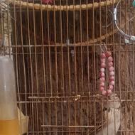 سهره خاکی سهره