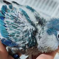 حراج آنلاین جوجه های سرلاکی طوطی