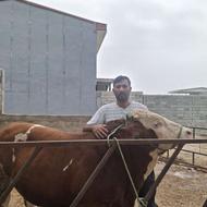 بزرگترین مرکز فروش گوساله سمینتال در مجموعه #دامداری_وحید