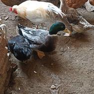 اردک مک مکی