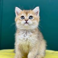 شهر اسکاتیش و بریتیش