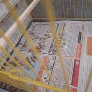 در مورد پرورش قناری نیار به کمک داشتم و همراهی