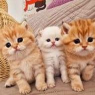 گربه میکس بریتیش