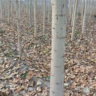 درخت صنوبر..