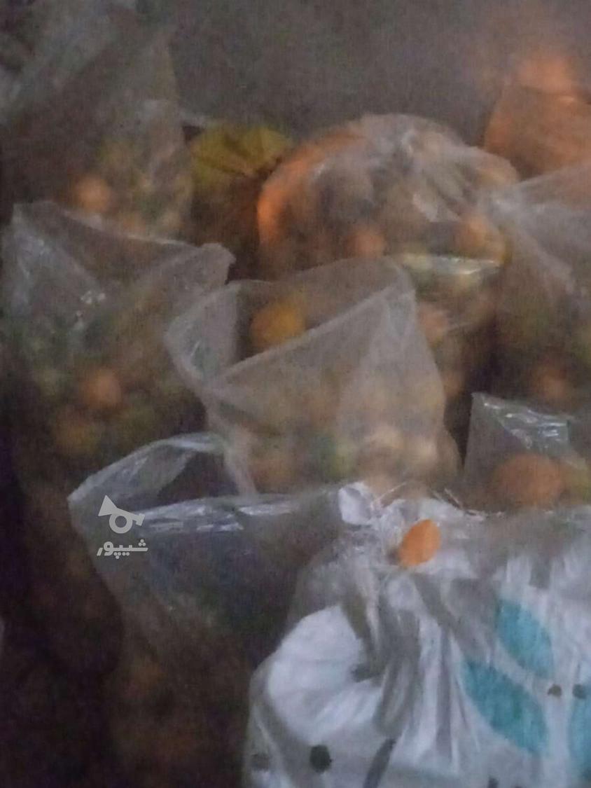 خرید و فروش نارنج ارگانیک باغ های شمال