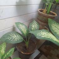 گل‌ طبیعی‌ وزیبا