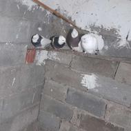 طوقی جفت با یک جوجه