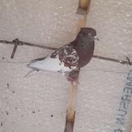 پنچ عدد کفتر فروشی هم باهم فقط زرهی ماده است موقعیت دهکویه