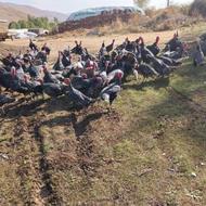 فروش 50 عدد بوقلمون محلی نر و ماده..فقط مشتری اصلی زنگ بزنه