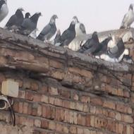 کبوتر افغان