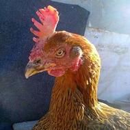 خریدار مرغ لاری خسک