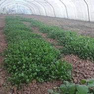 سبزی تازه و درجه یک