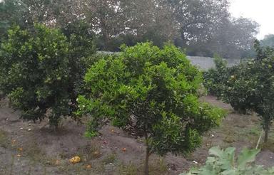 300متر زمین الحاق به بافت واقع در جاده کیاکلا