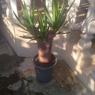 تعدادی یوکاوسیکاس برگبو