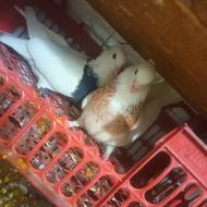 دو عدد کبوتر باخ رفته