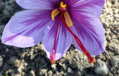 خریدوفروش خانه وآپارتمان دابودشت