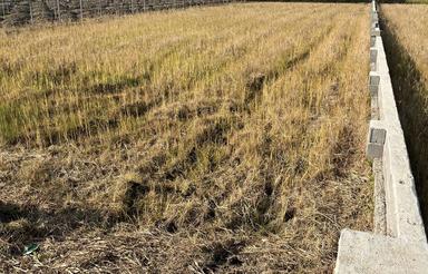 3000 متر زمین واقع در نشتارود