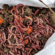 کرم خاکی برای ماهیگیری