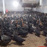 جوجه مرغ بومی جوجه مرغ جهادی جوجه مرغ گلپایگانی تخم گذار50رو