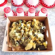 بچه غاز با کیفیت عالی