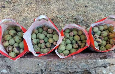 باغ نقلی و زیبا در روستای ملحمدره