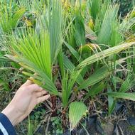 پالم نایلکس و سطل7 ویاس هلندی ژینکو