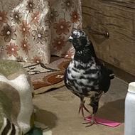 کبوتر و یک جفت هلندی مولد با تخم