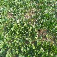 فروش اسفناج 2 هزار متر یکجا