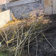 فروش چوب درخت انار