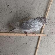 کبوتر نر بالغ