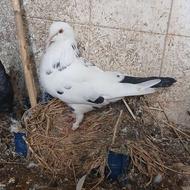 کبوتر ماده بالغ