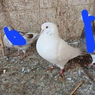 کبوتر نر مست