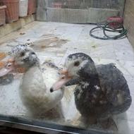 2عدد اردک جفت